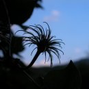 백공