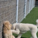 아지야 놀자 이미지