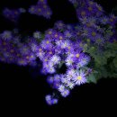 국화농장 이미지