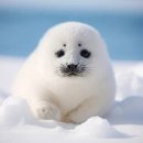 퍼피스프링 강서점 이미지