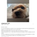 서초M동물의료센터 | VIP동물의료센터 서초점 건강검진 후기 · 심장병 B1 · 기관지협착증