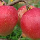 호준농장 이미지