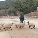 큰언덕목장 이미지