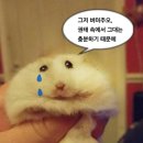 파트라슈 이미지