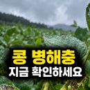 운암농장 | 9월에는 콩밭의 잎과 줄기, 꼬투리를 자주 확인해야 합니다.