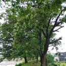 상주 조공제 이미지