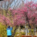 봄 전령사ㅡ고결함의 겹홍매화 - by 모모수계 이미지
