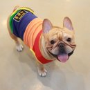 도그 아지트 이미지