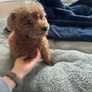 털뭉탱이 이미지