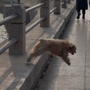 멍멍이 날다 이미지