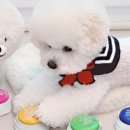 강아지톡 이미지