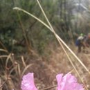 진도꽃집 이미지