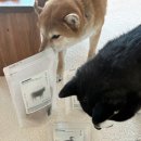 도그멍 | 도그말리온 강아지수제간식 후기