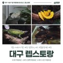 밀키샵 - 여수시 이순신광장로 207 | 대구 수성구 파충류샵 렙스토랑에 다녀왔습니다. (아마존 밀키프록 추가 입양) │ 샵 방문 후기