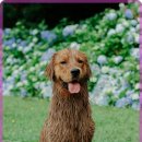 따뜻한 동물병원 이미지