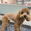 살롱드삐삐 이미지