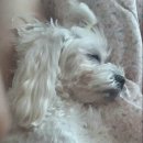 민가네농장 이미지