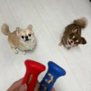 흰디김