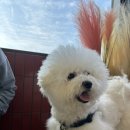 레인바우 이미지