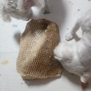 국내산강아지간식 바우보울 동결건조 북어트릿