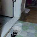 강쥐엄마네 이미지