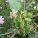 대천천2 이미지