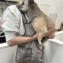 진이네 강아지풀 이미지