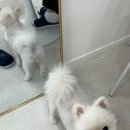 프롬지이