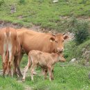 자연한우 이미지