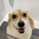 그루밍무무 이미지