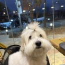 충무수산동물병원 | 8kg 강아지 이동가방 추천_ 밀리옹 소프트 베이글백 L 3개월 사용후기(+리카리카 쿠션백L 비교)