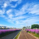 하양지구 5 | 경북 영천 &#39;보라유채꽃&#39; [영천]｜영천생태지구공원｜경북5월꽃놀이｜카페듀잇｜영천여행｜영천생태공원...