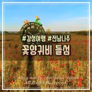 노을빛 풍경 | 전남 나주 꽃구경 봄나들이 명소 노을빛 꽃양귀비