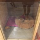 달중이네 펫호텔 이미지