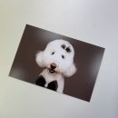 광교중앙로 266번길 | 광교사진관 강아지프로필 스튜디오엽 반려동물촬영 후기