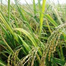 농업회사법인 주식회사 들녘 이미지