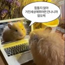 (주)소청 | 20260522-23 설악대종주(를 꿈꿨으나 설악소종주가 된 중탈후기..)