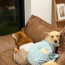 스테이 노네 이미지