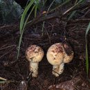 봉화송이 이미지