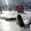 송어축제 이미지