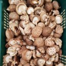 참나무 원목에서 재배한 표고버섯 판매합니다 이미지