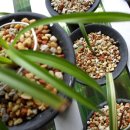 선영2호 이미지