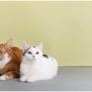 힐신은고양이