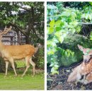 블루베리사슴농장 이미지