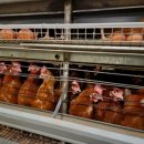 동선축산 이미지