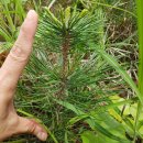 솔잎펜션 1 이미지