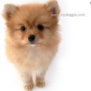 이쁜강아지 이미지