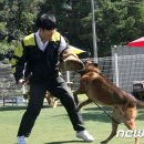 세종애견훈련소 뉴스1