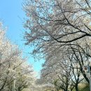 가일1리 마을회관 | 2025년 4월 15일 가평 삼회리 벚꽃길 실시간 개화 현황 리얼 후기//동화속 환상의 벚꽃길이 만개했어요~~