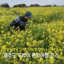 카페종달리 | 제주도 뚜벅이 혼자여행 코스 추천 종달리 마을 후기